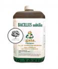 BACILLUS SUBTILIS