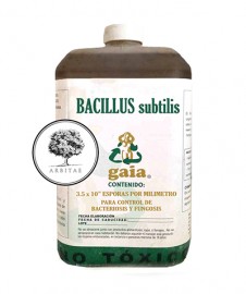 BACILLUS SUBTILIS