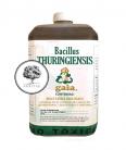 BACILLUS THURINGIENSIS
