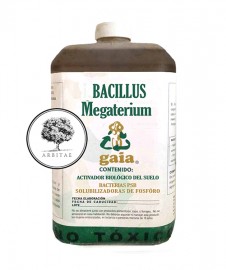 BACILLUS MEGATERIUM
