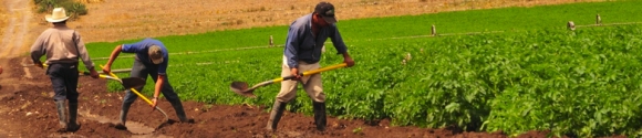 FERTILIZANTES