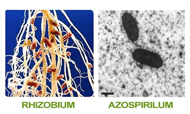 Biofertilizantes