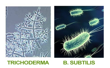 Biofungicidas