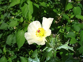 Insecticidas Orgánicos