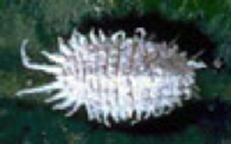 Descripción: ealyBugs