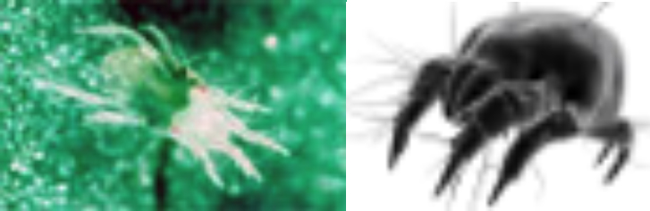 Descripción: Macintosh HD:private:var:folders:bl:frj_m91j6sq7c5yngpnf1n6h0000gn:T:TemporaryItems:images.jpg