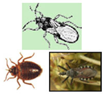 Descripción: inchBugs
