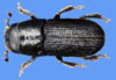 Descripción: ineBeetles