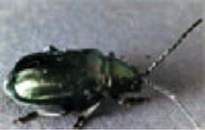Descripción: leaBeetles