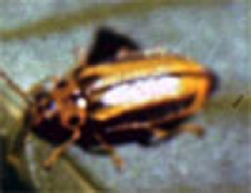 Descripción: eafbeetles