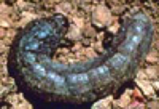 Descripción: utworm