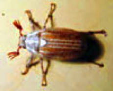 Descripción: unebeetles