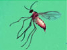 Descripción: allGnats