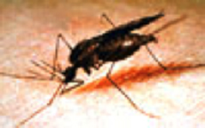 Descripción: osquito