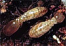 Descripción: ermites